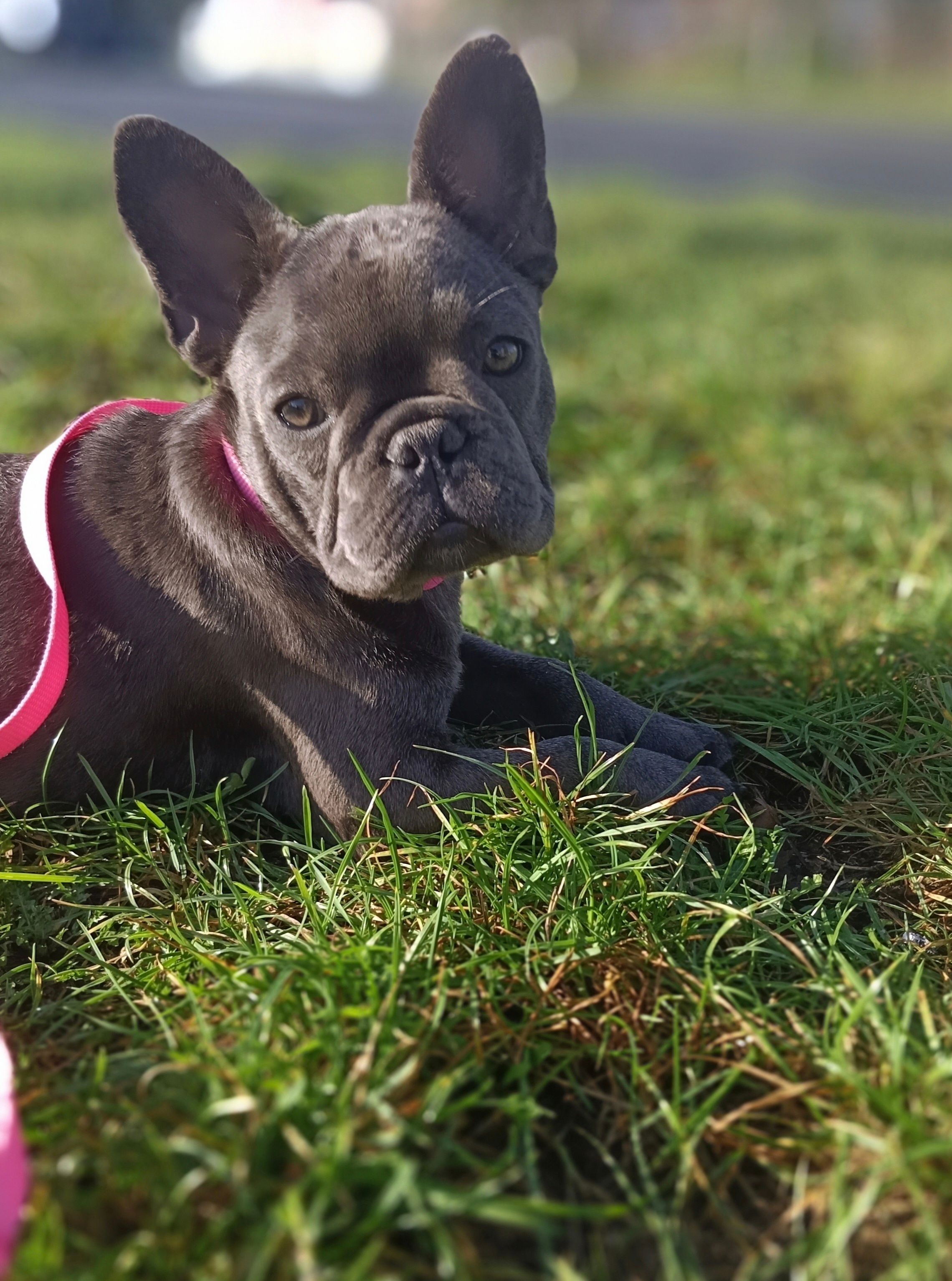 <svg class='pink'></svg> <b>Miss Little Heart</b> <svg class='pink'></svg>